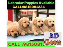used Labrador Puppies Available For in Amritsar Jalandhar Punjab. CALL9815081234 for sale 